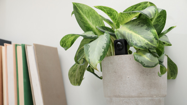 A tiny camera hidden within the leaves of a green indoor house plant.
